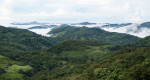 Ecosistemas y bosques mesoamericanos: su importancia y amenazas 