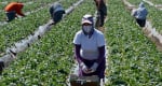 Trabajadores agrícolas ante el COVID-19: comunidades mexicanas en Estados Unidos y Canadá