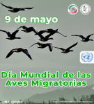 10 de mayo - Día Mundial de las Aves Migratorias